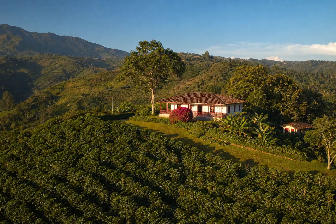 Finca tradicional colombiana en las montañas de Antioquia, con cafetal verde y cielo despejado al atardecer