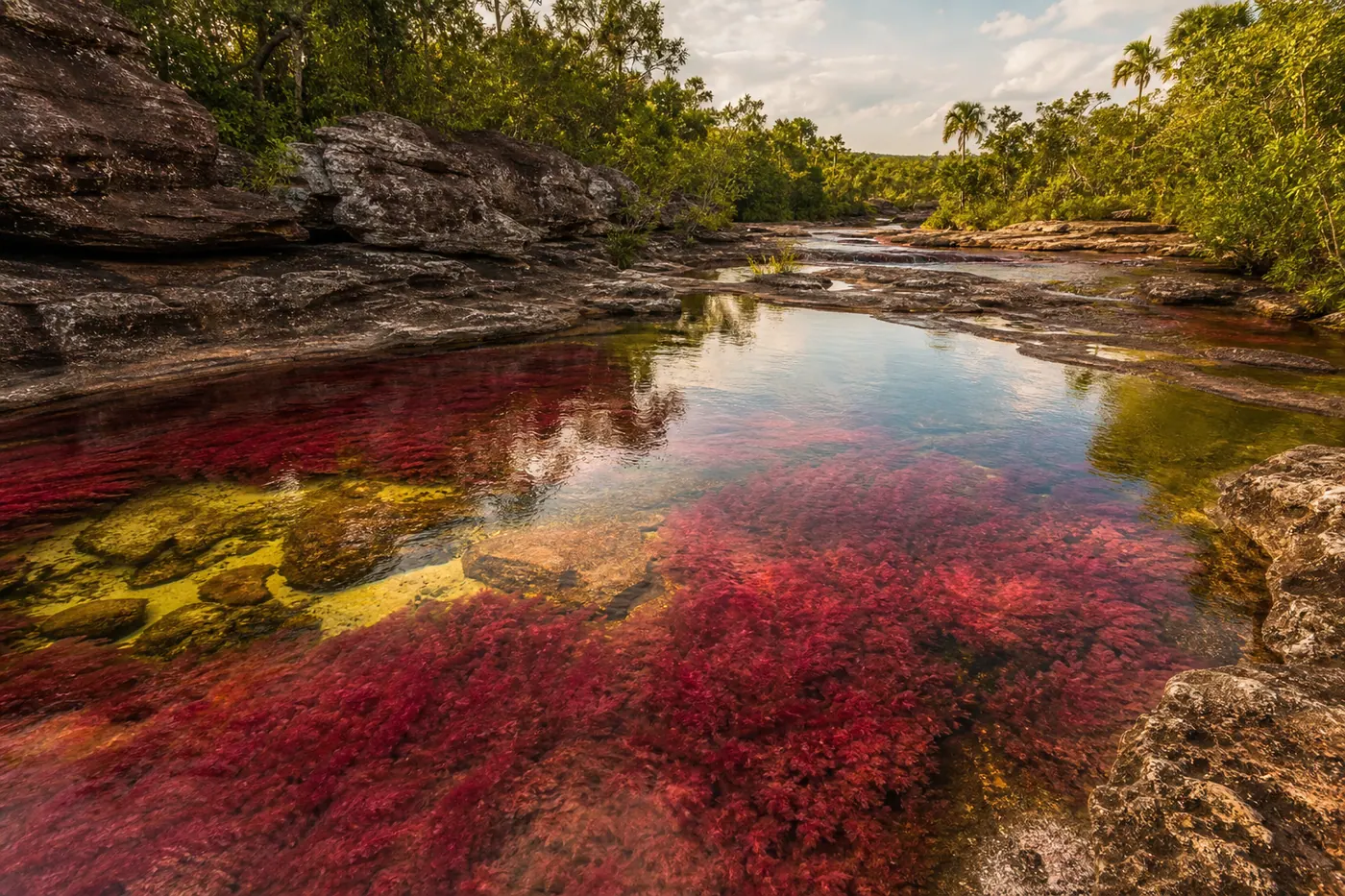 Caño Cristales river in Colombia showing vivid red and pink Macarenia aquatic plants beneath crystal-clear water