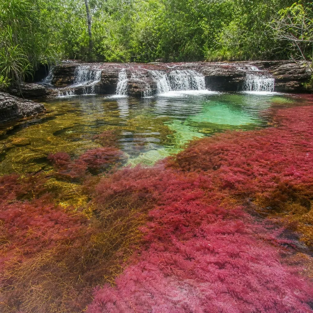 Colorful pools and waterfall at Caño Cristales in La Macarena, Colombia, showing vivid red Macarenia aquatic plants