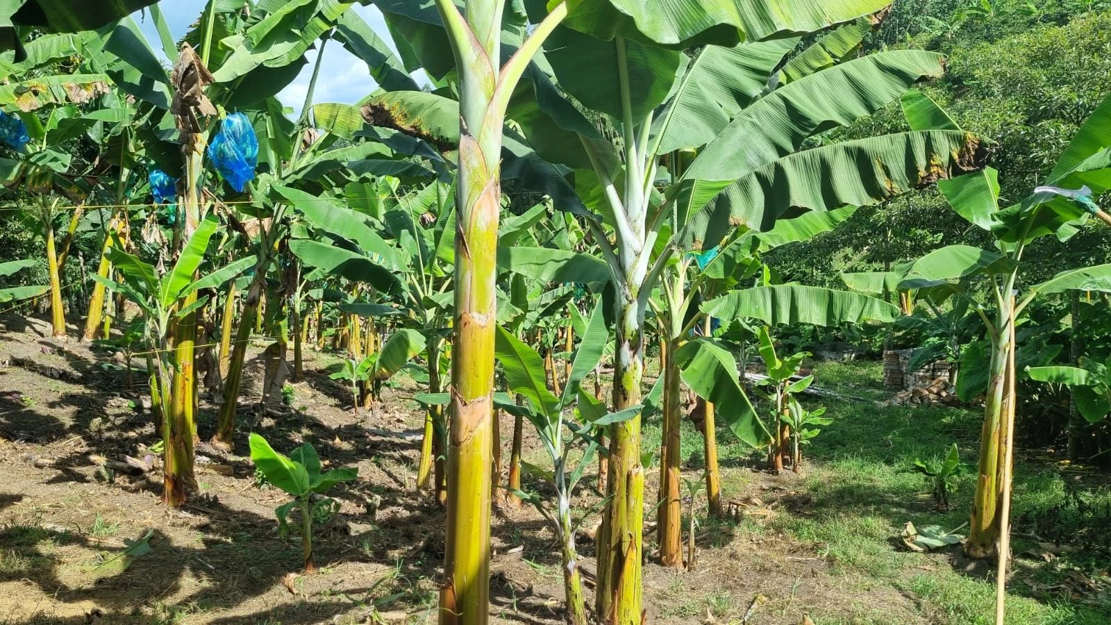 Foto de la finca en Filadelfia