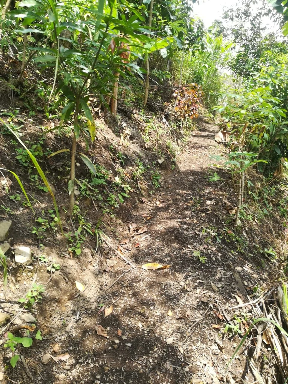 Finca con cultivos y casa