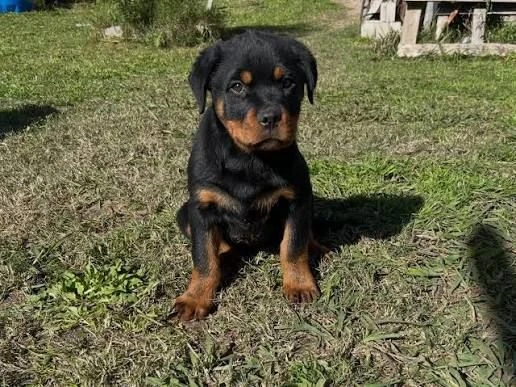 Dogs for Sale in Medellín: Beautiful Rottweiler Puppies — Colombia Move