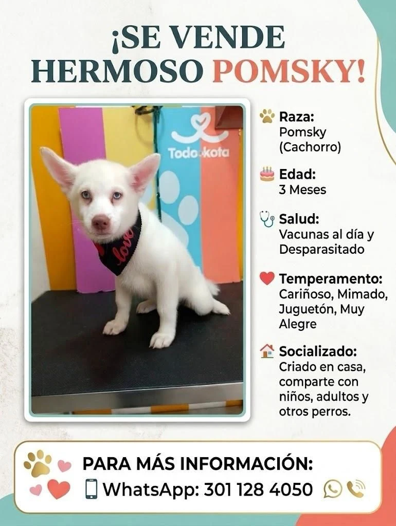 Venta de perros en Medellín: Cachorros Pomsky en venta — Colombia Move