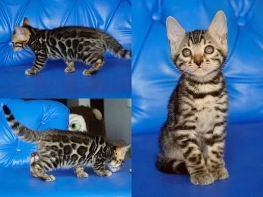 Venta de gatos en Medellín: Un Gato Lindo Bengali Puro — Colombia Move