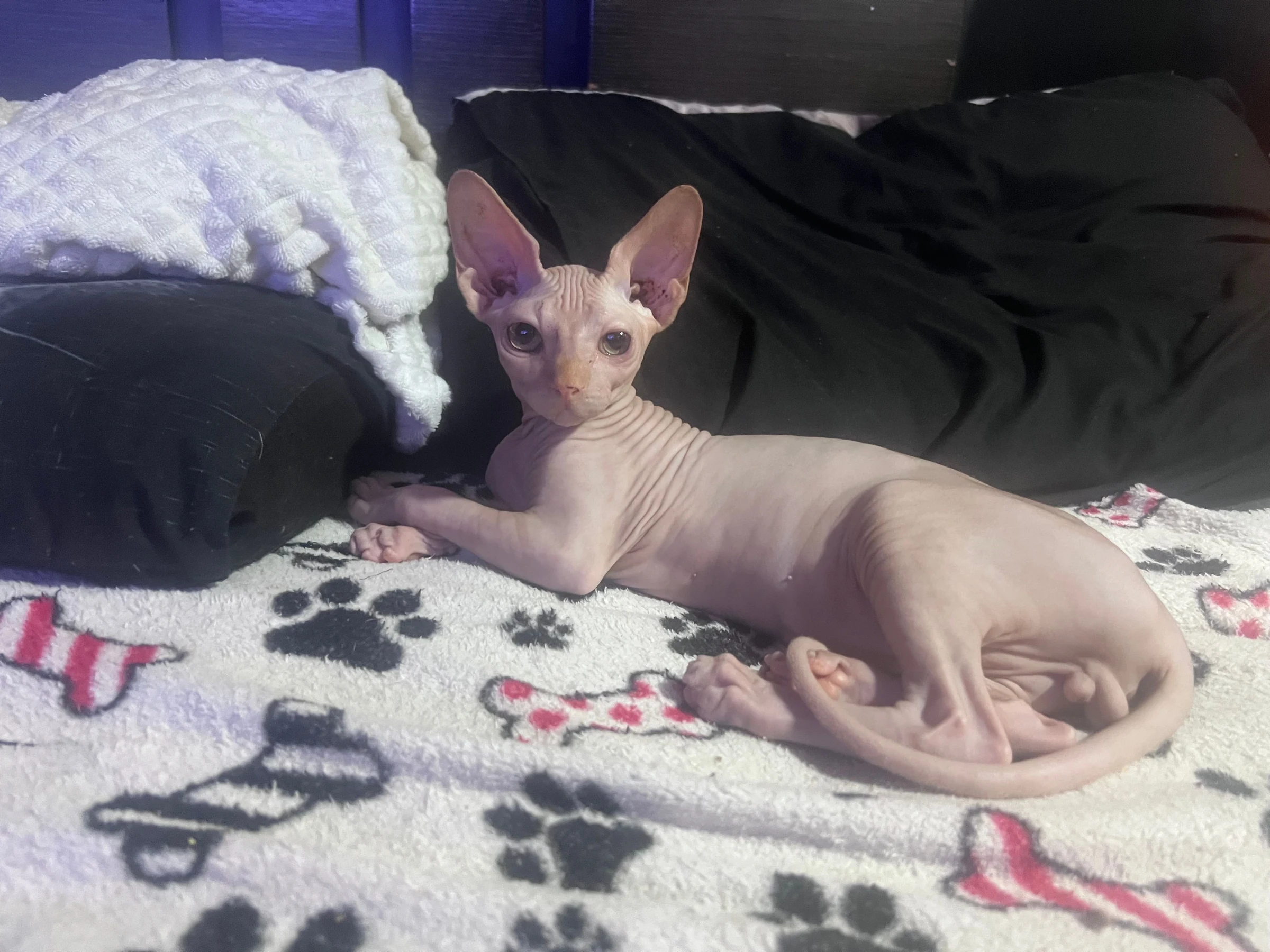 Venta de gatos en Medellín: Gato Sphynx Excelente Raza — Colombia Move
