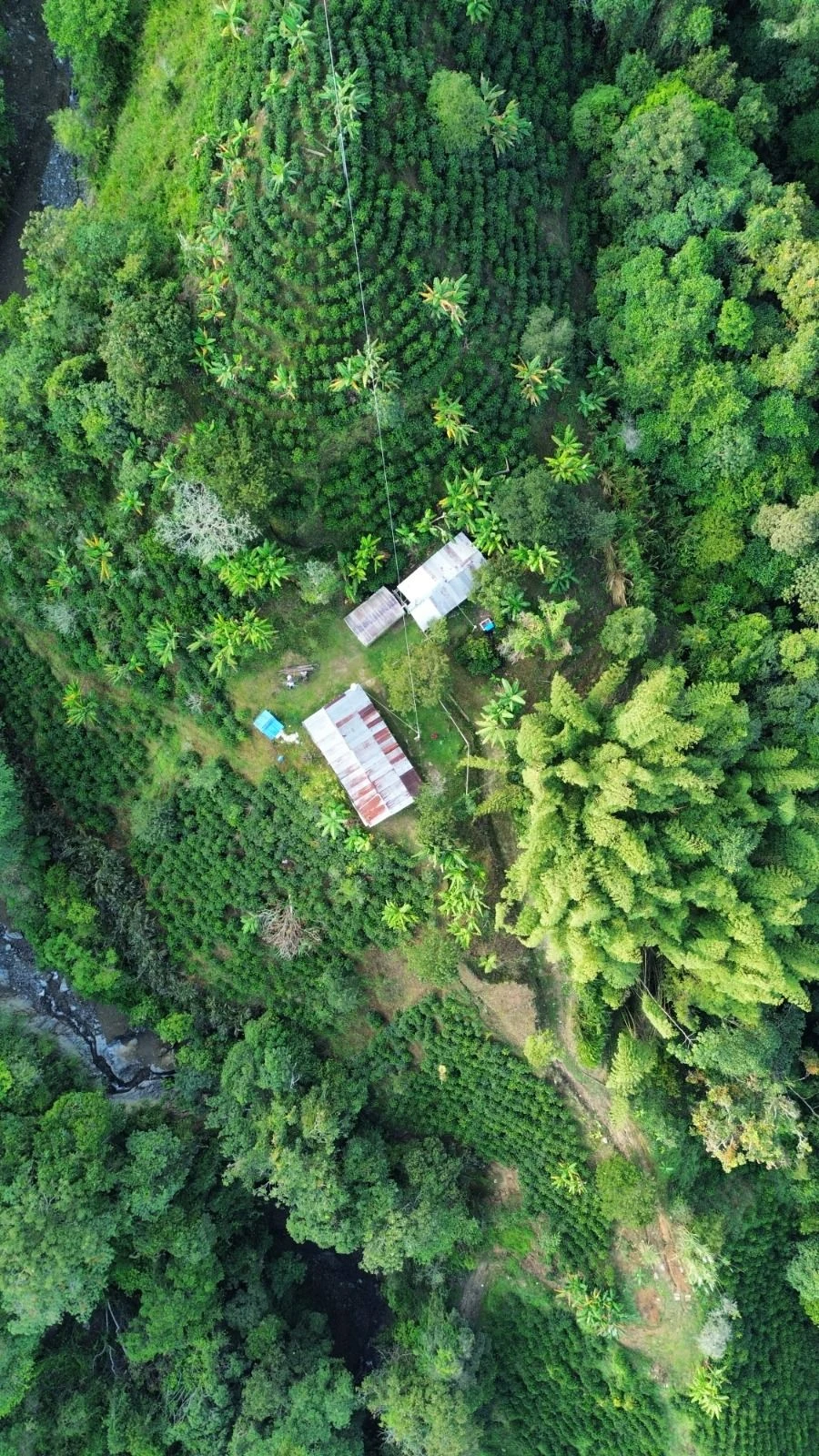 GRAN OPORTUNIDAD DE INVERSIÓN - REMATE DE FINCAS CAFETERAS EN COELLO COCORA (IBAGUÉ)
