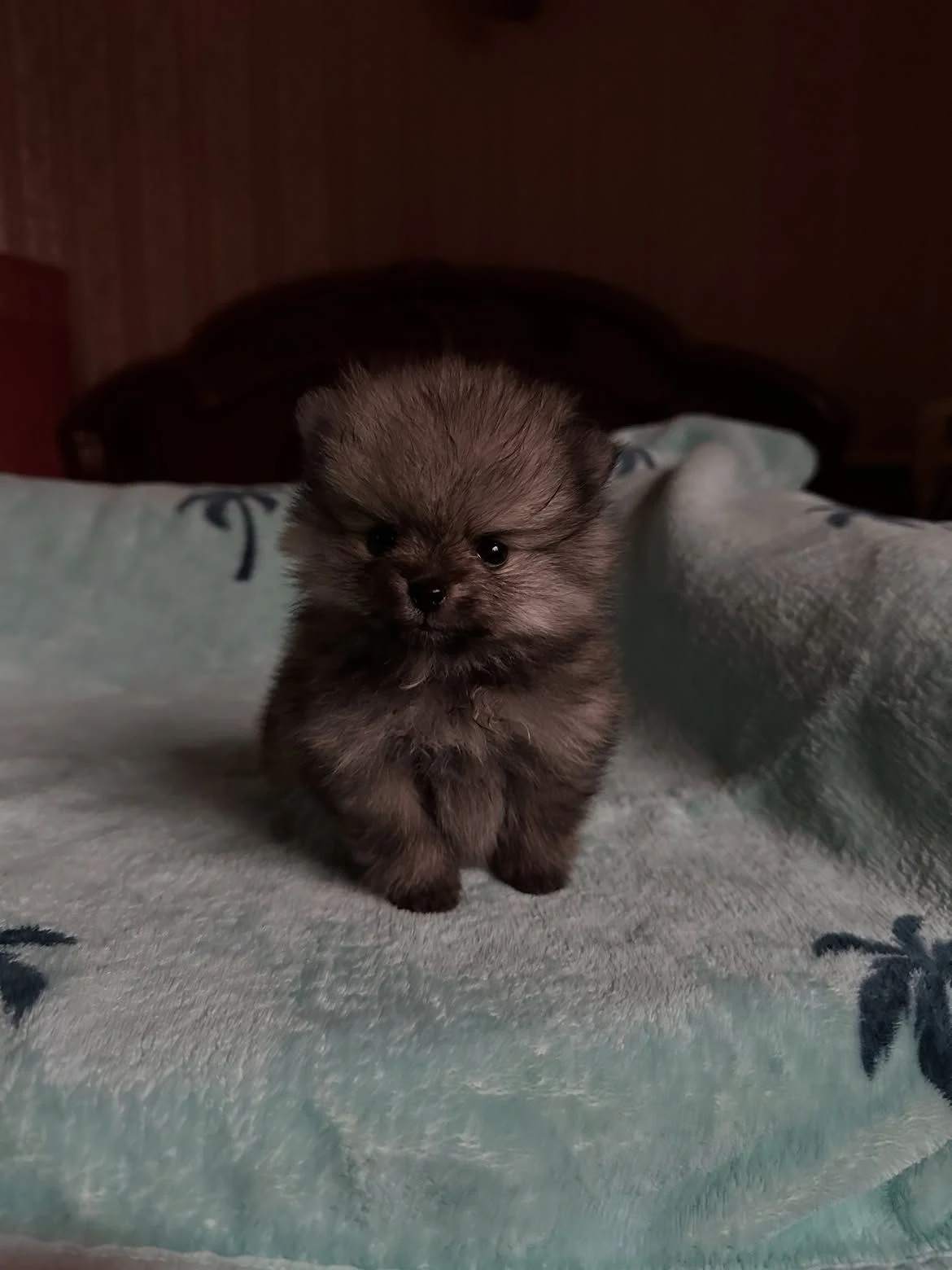 Venta de perros en Barranquilla: Cachorro de pelo largo y esponjoso tipo pomerania — Colombia Move