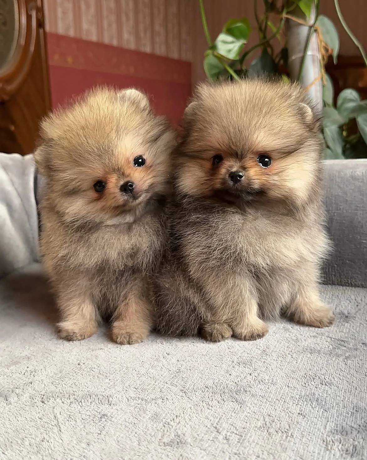 Venta de perros en Villa Country, Barranquilla: Dos cachorros tipo pomerania de pelaje esponjoso — Colombia Move