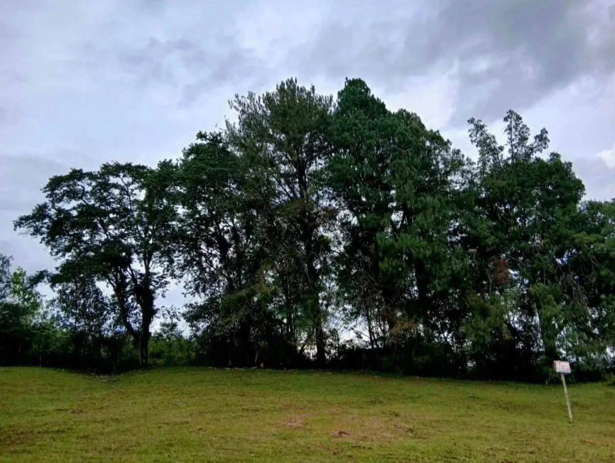 Venta de lote / terreno en San Agustin Huila: Lote en venta con zona verde, árboles y acceso por vía pavimentada — Colombia Move