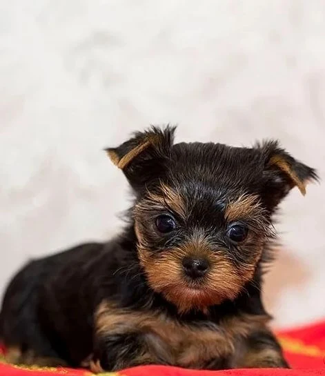 Venta de perros en Medellín: Ejemplares Yorkie Miniaturas Lindos — Colombia Move