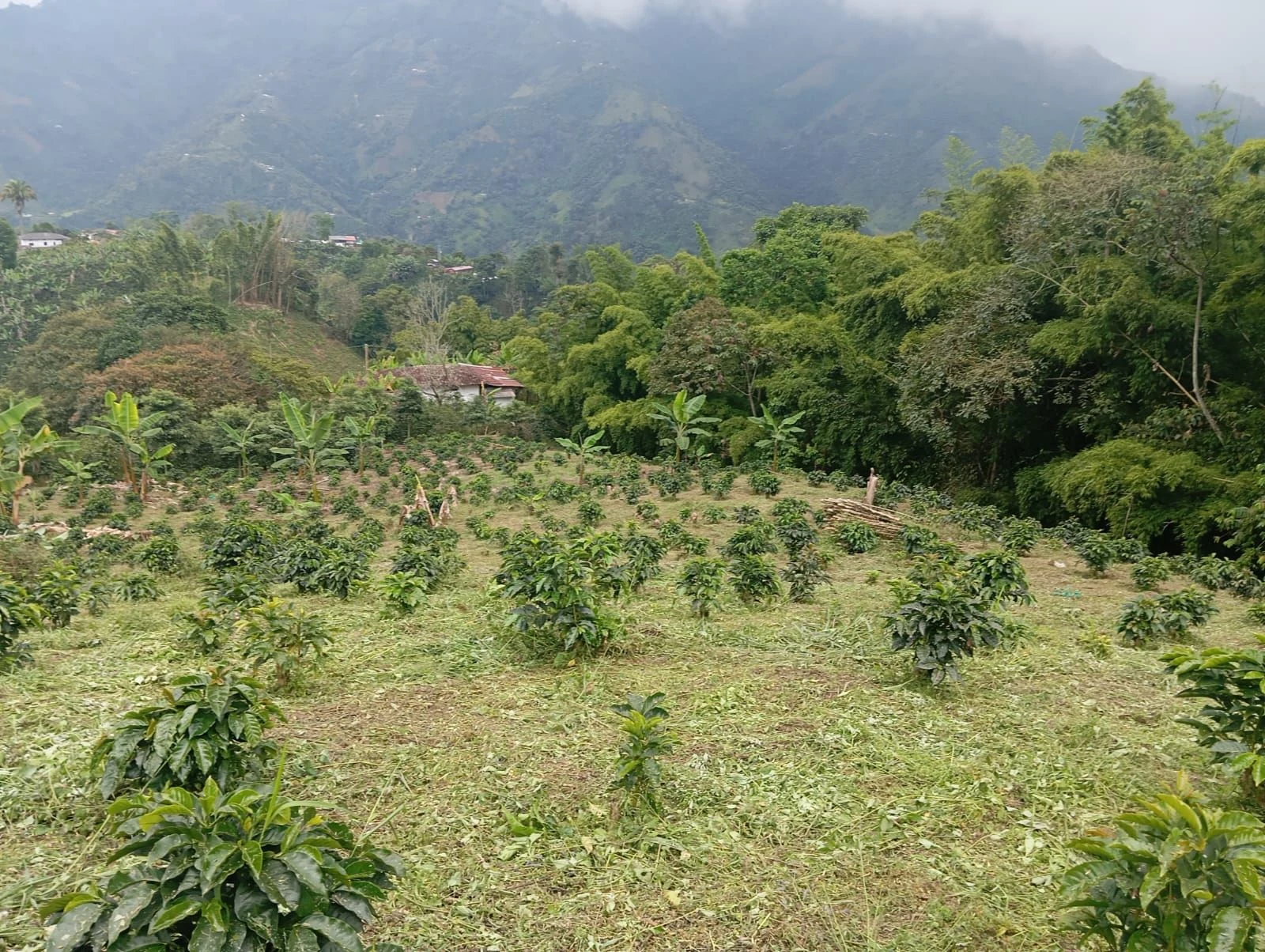 Cafetales jóvenes en ladera con montañas del Eje Cafetero al fondo en Filadelfia, Caldas
