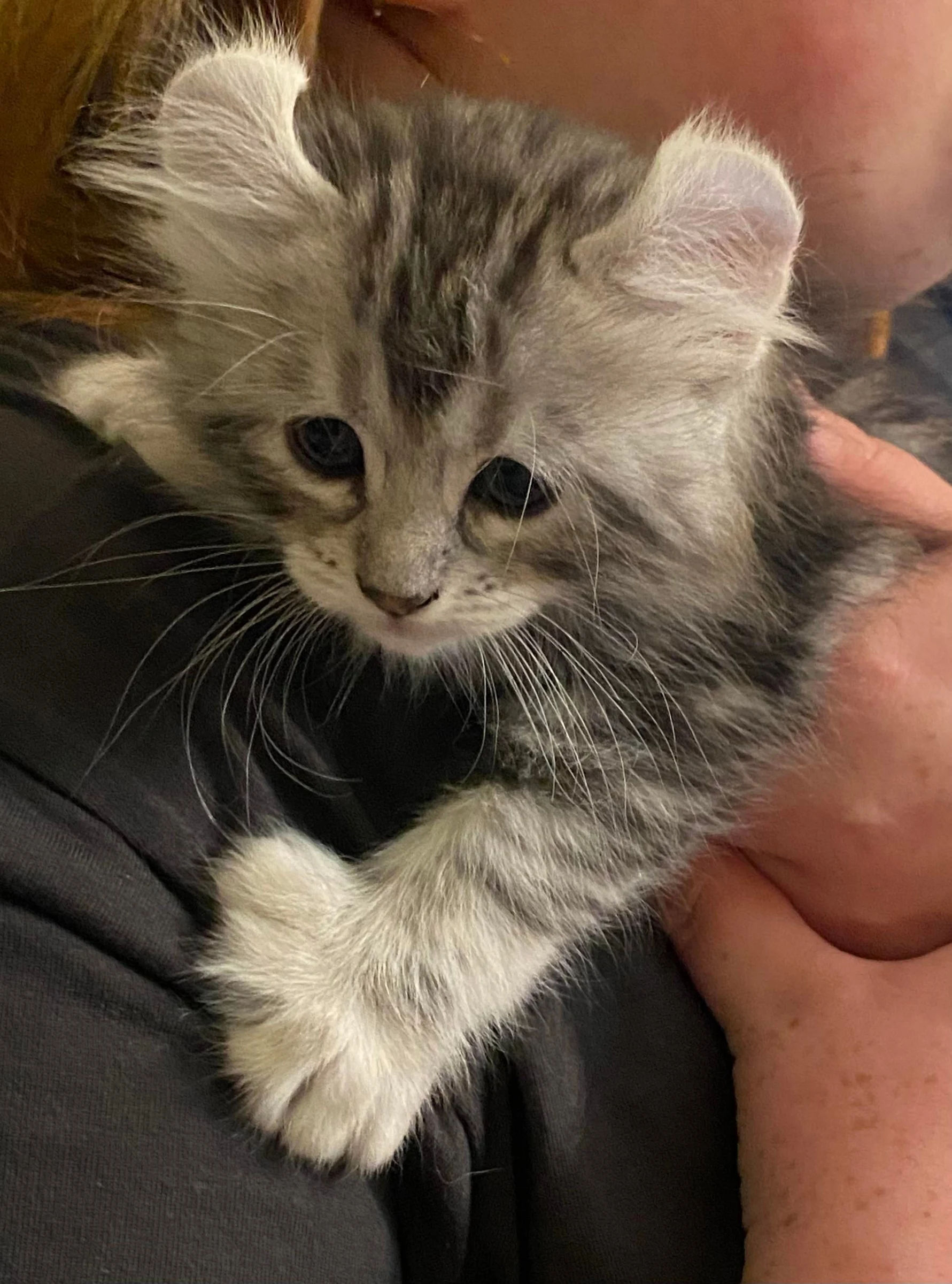 Venta de gatos en Medellín: Highland Linx Excelentes y Hermosos Gatos — Colombia Move