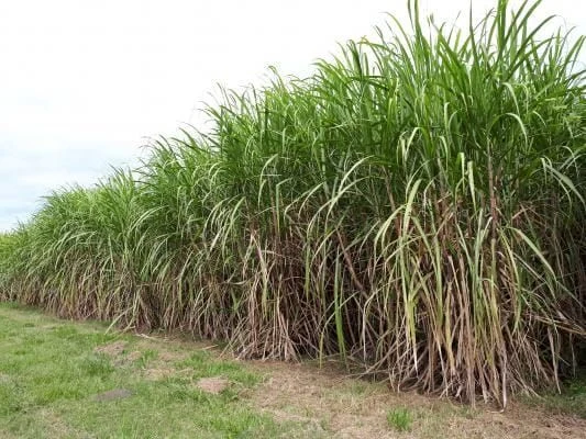 Finca Cultivo de caña de azúcar ubicado Villa Rica