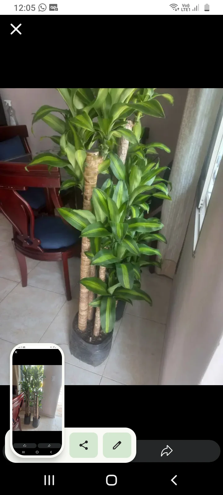 Venta de decoración y hogar en Barranquilla: Materas cuadradas de cemento y planta de palo de agua — Colombia Move