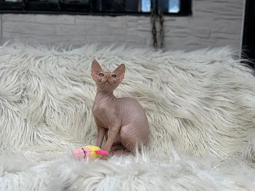 Venta de gatos en Medellín: Sphynxs Gatos Hermosos Locoss — Colombia Move